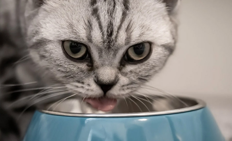 Alimentation des chats : petits, adultes ou âgés