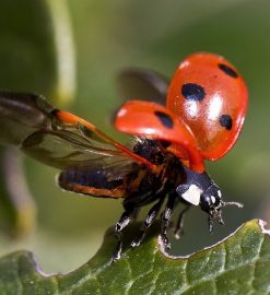 La coccinelle : un super prédateur des pucerons