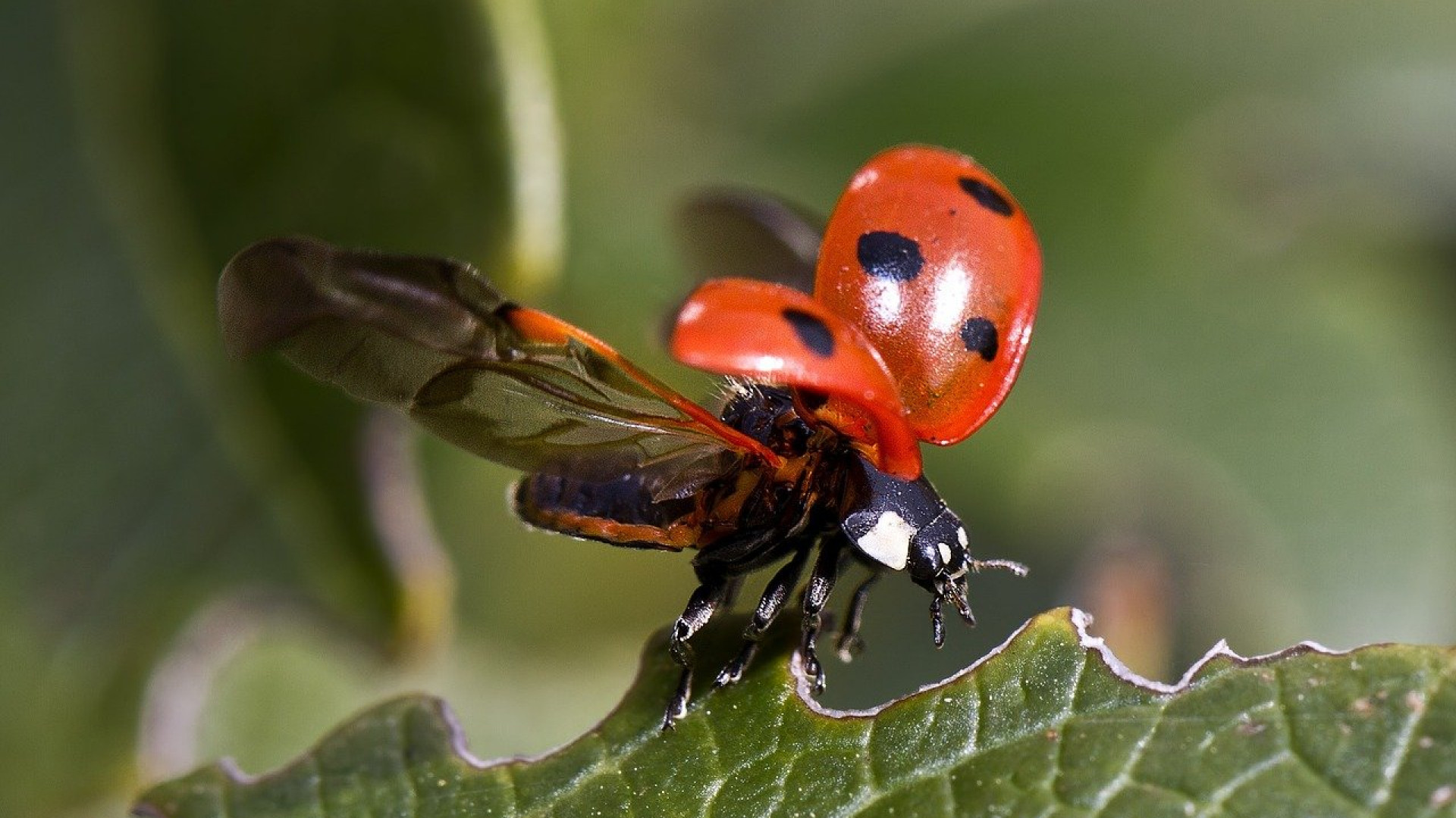 La coccinelle : un super prédateur des pucerons