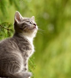 La perte abondante de poils chez le chat : comment l’éviter ?