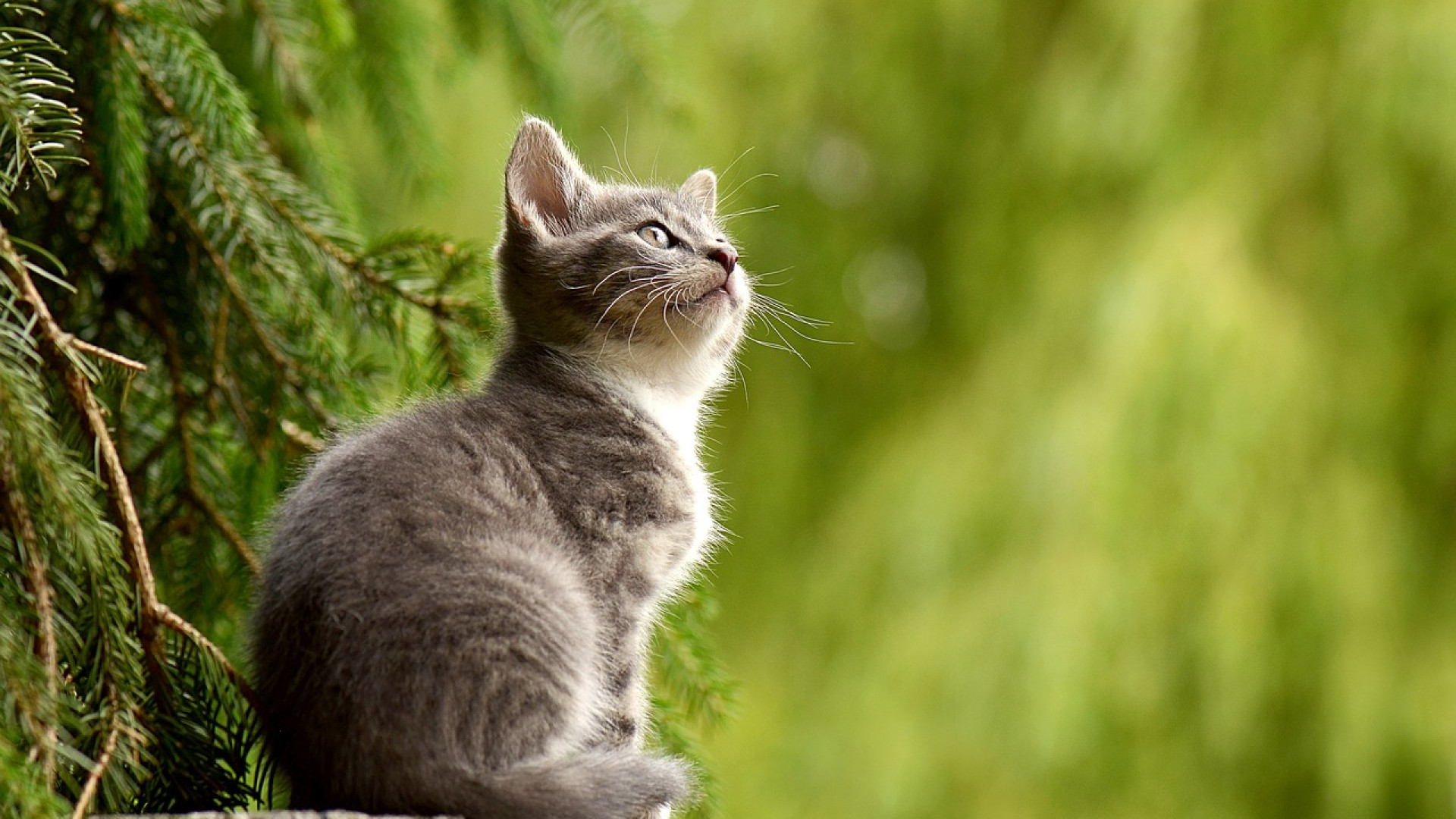 La perte abondante de poils chez le chat : comment l'éviter ?