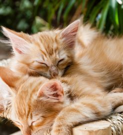 Les étapes à suivre pour préparer l’arrivée d’un chaton