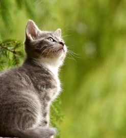 Croquettes ou pâtées : quelle est la meilleure alimentation pour votre chat ?