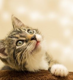 Entre croquettes et pâtées : Trouver la meilleure alimentation pour votre chat
