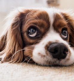 Comment bien choisir son assurance chien ?