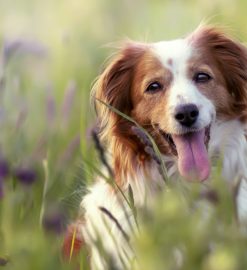 Les meilleures astuces pour prendre soin de votre chien au quotidien