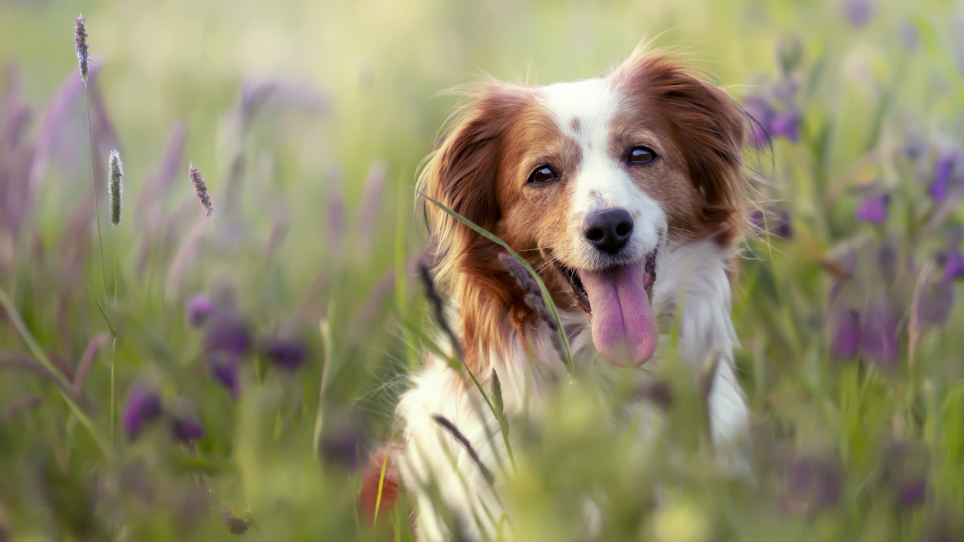Les meilleures astuces pour prendre soin de votre chien au quotidien