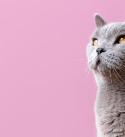 Deux conseils pour améliorer le confort de votre vieux chat