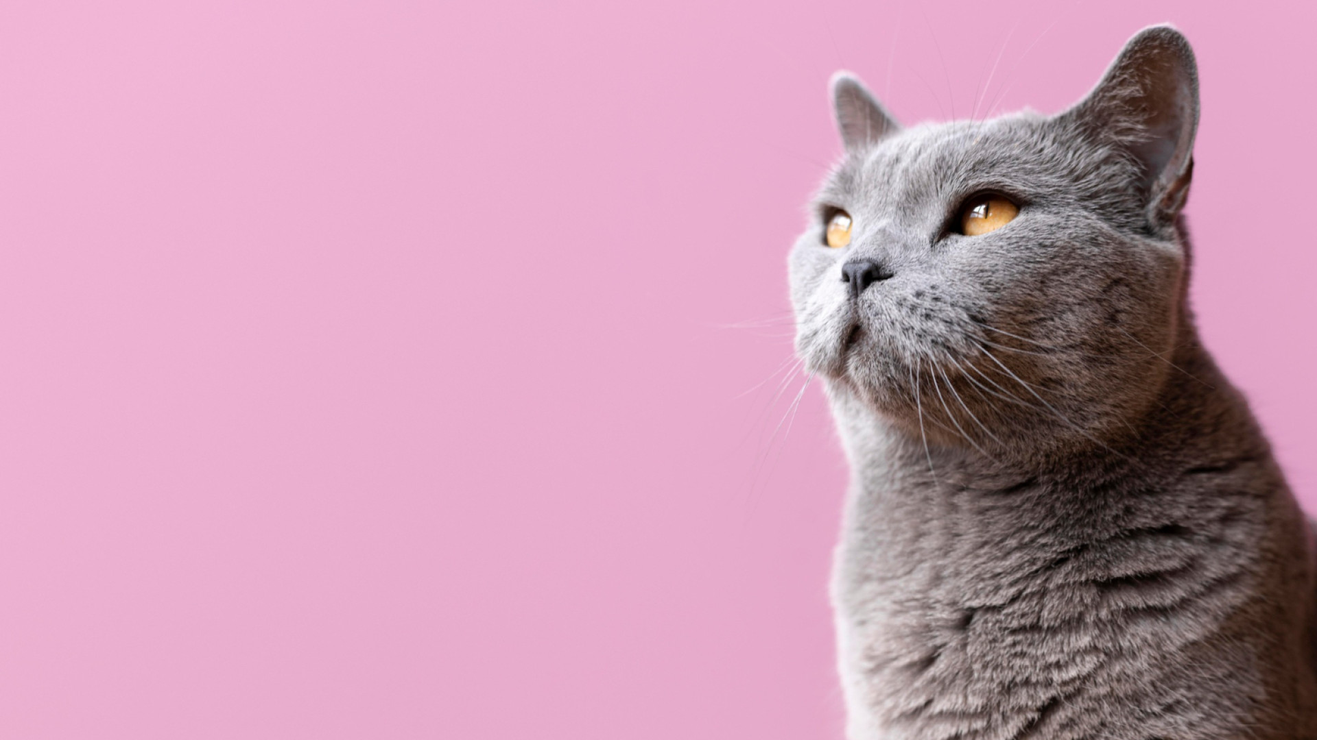 Deux conseils pour améliorer le confort de votre vieux chat