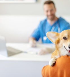 Pourquoi souscrire une assurance pour votre chien ?