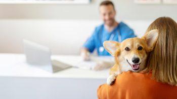 Pourquoi souscrire une assurance pour votre chien ?