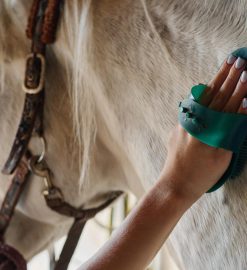 Calovet : la solution naturelle pour la peau de votre cheval !