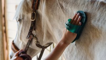 Calovet : la solution naturelle pour la peau de votre cheval !