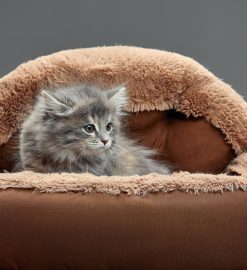 Lit pour chat : idées tendance pour un modèle chic et confortable !