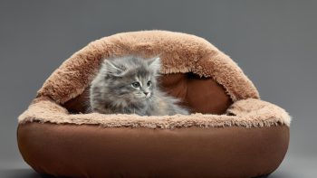Lit pour chat : idées tendance pour un modèle chic et confortable !