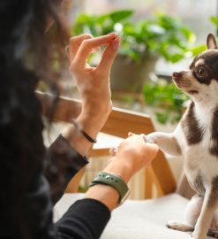 Garder vos animaux en toute sérénité grâce au home-sitting à domicile