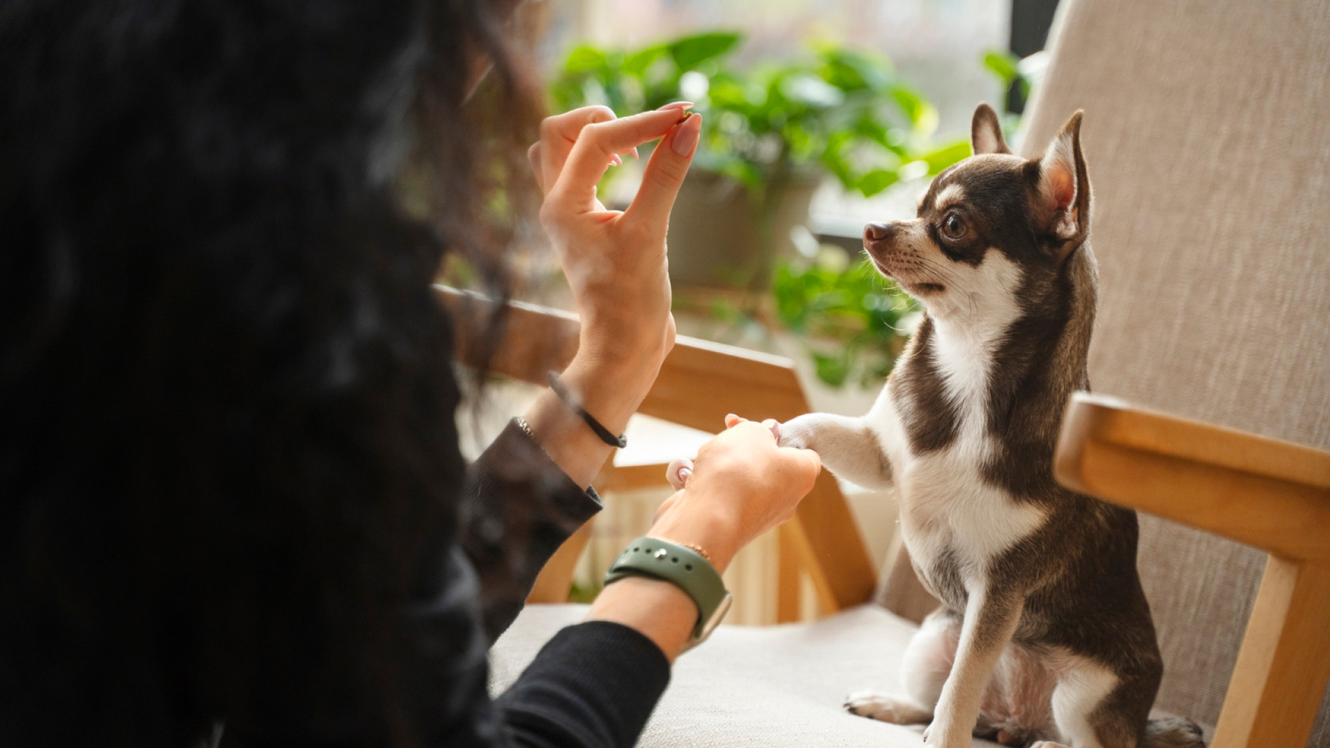 Garder vos animaux en toute sérénité grâce au home-sitting à domicile