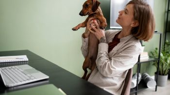 Assurance animaux : comment choisir selon l’âge et la santé ?