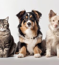 Assurance pour animaux : comment bien choisir le contrat adapté à votre compagnon ?